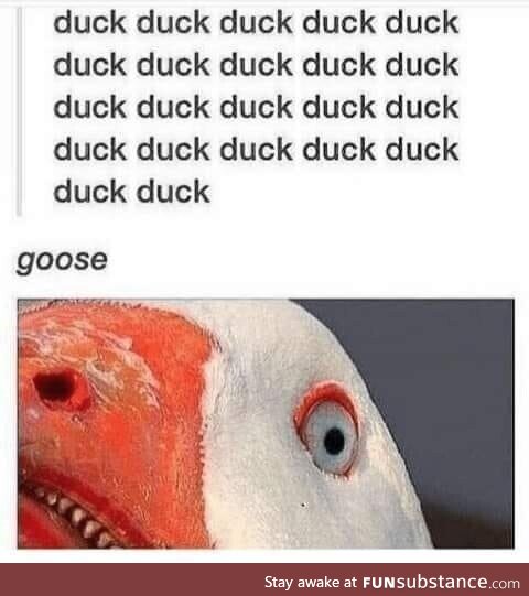 You can't outrun this goose