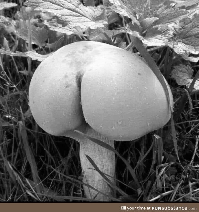 Scientists perfect the art of growing arses naturally that can be transplanted safely to