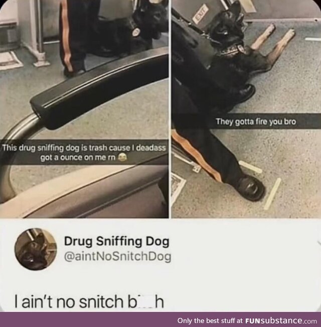 W drug sniffing dog