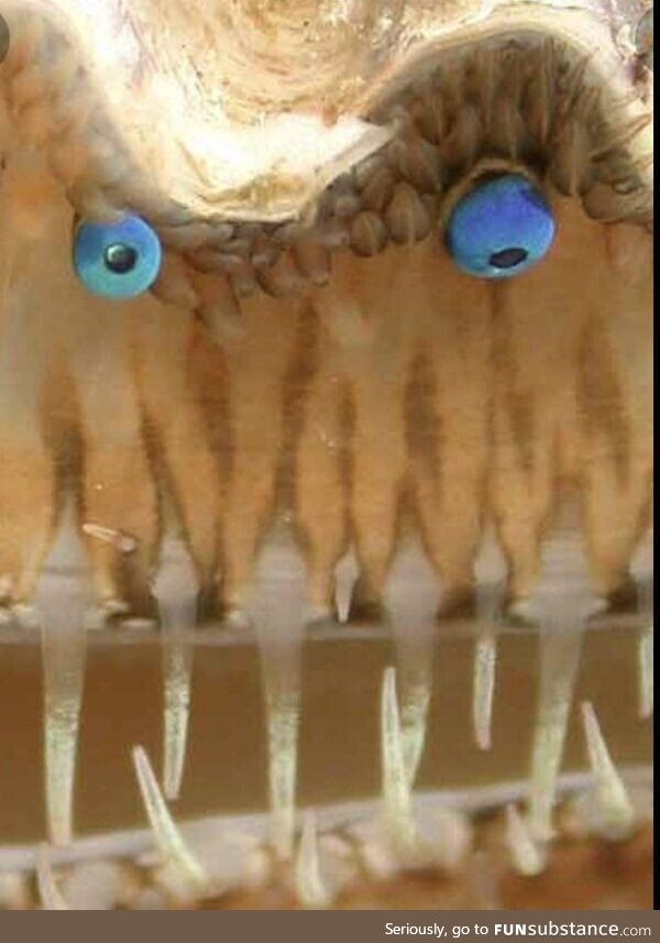 Close up of a scallop’s eyes and teeth