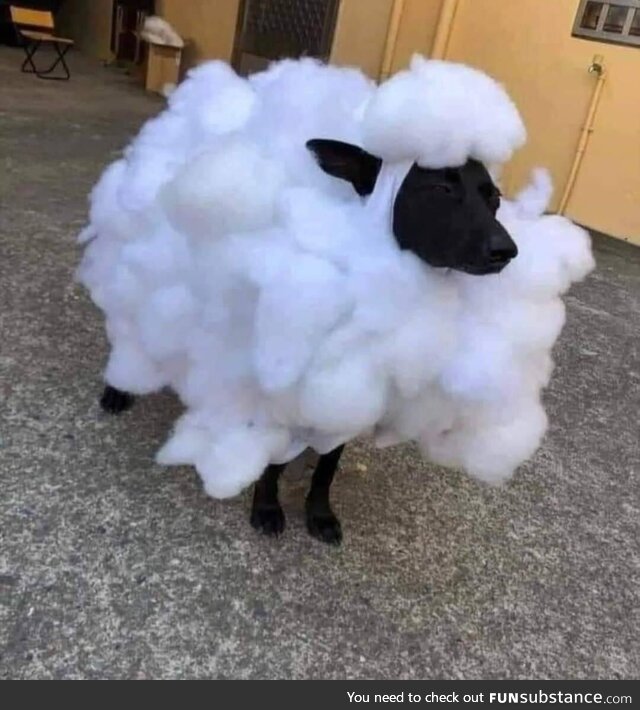 The landlord said no dogs, but they said sheep are okay, so…