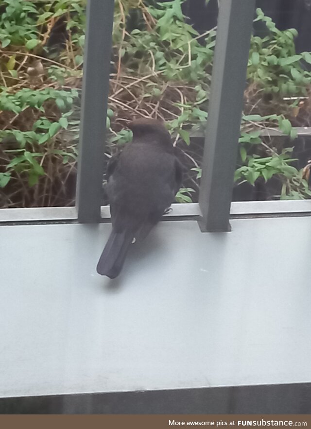 Birb Watch Berlin - Work Supervisor