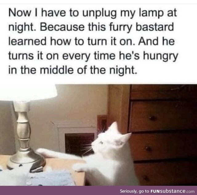 Cats are so smart