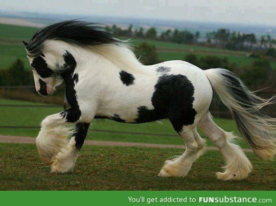 Majestic horse