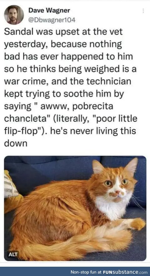 Poor kitteh