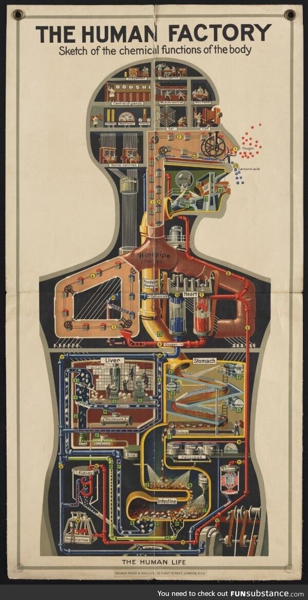 Mechanical physiology of human body