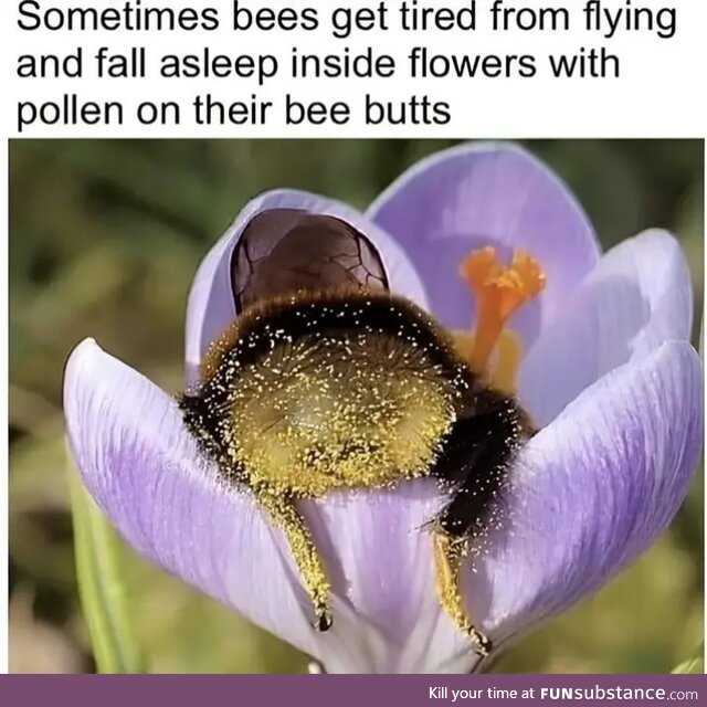 Bee Butt!