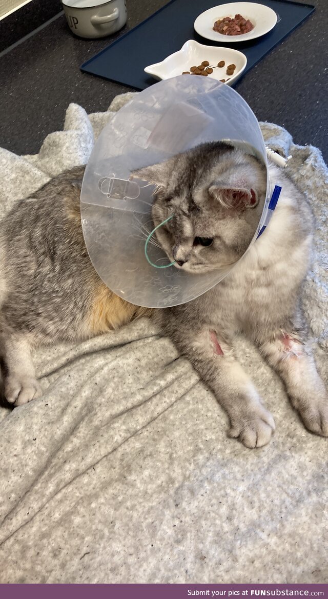 Our cat Toto, 2weeks ago. We are thankful for every help, link in comments