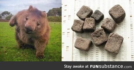 Little known fact; The wombats poops are cubed, so this could be taken to mean its the