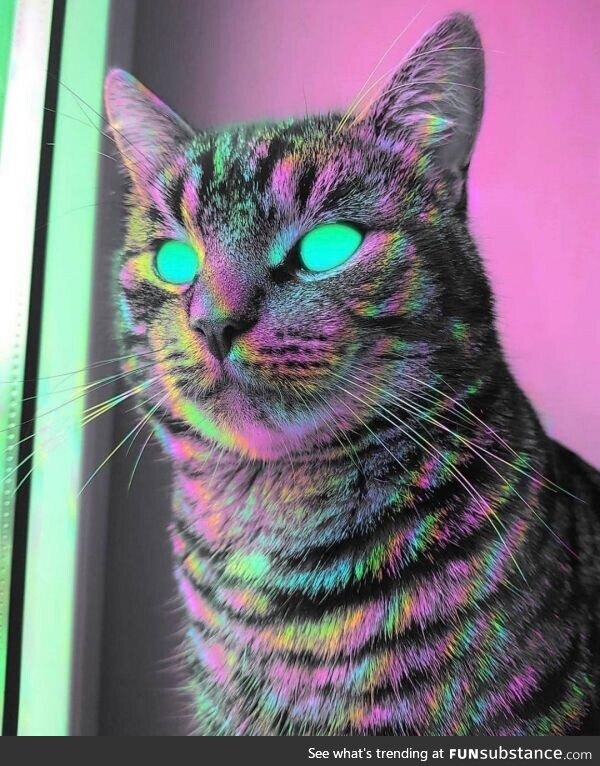 Trippy cat