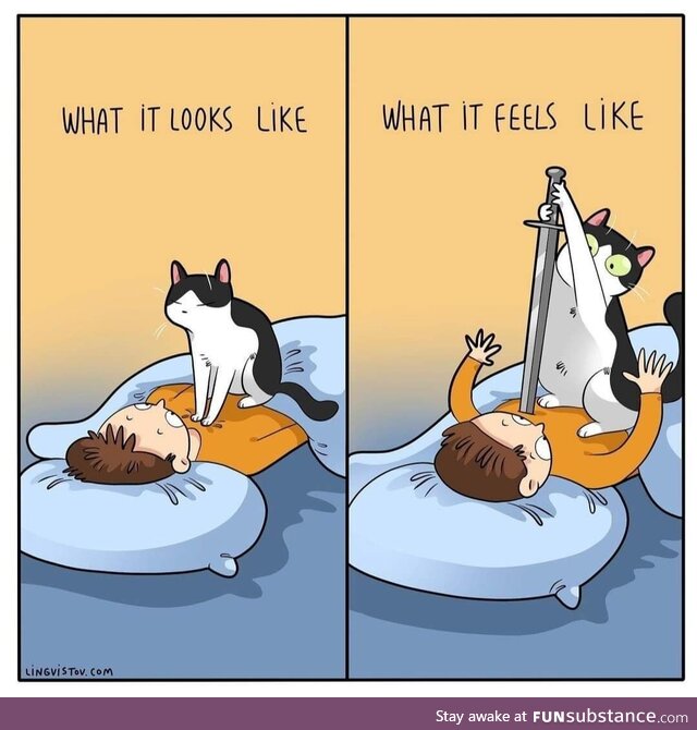 Cat owner can relate