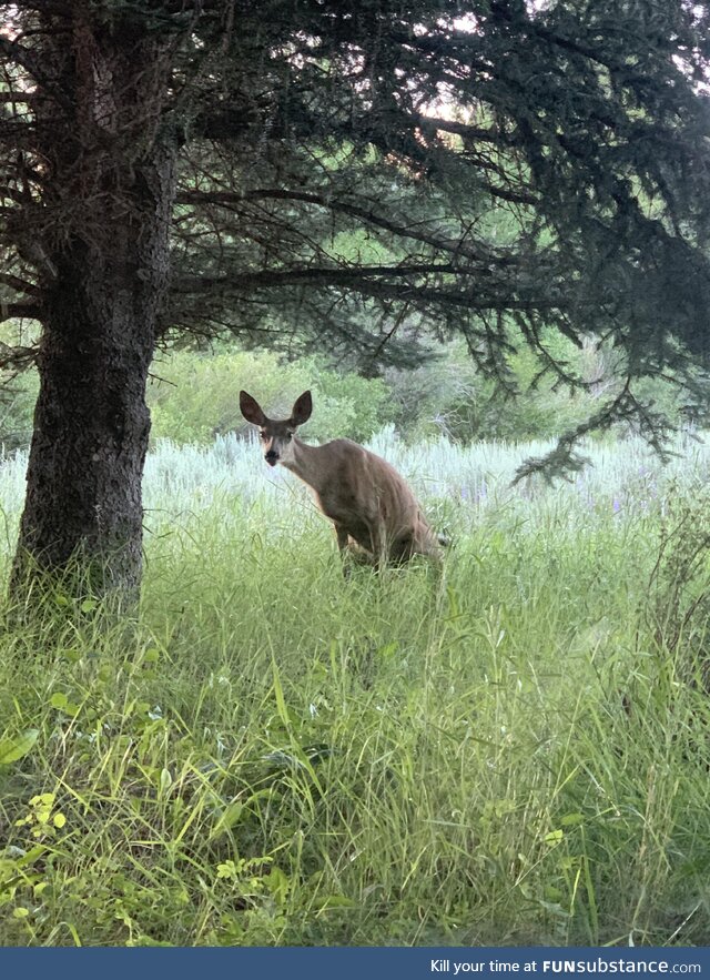 This deer regularly stares me down while going to the bathroom