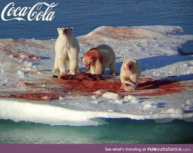 Family Of Polar Bears guzzles some cherry coke for the Holidays - colorized 1967