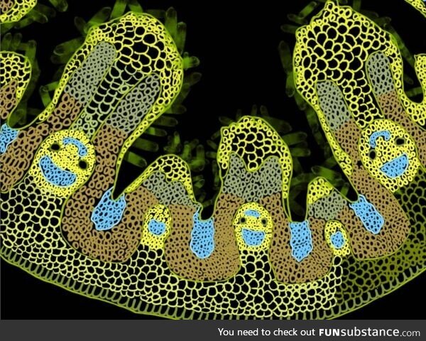 Microscopic grass cells wishing you a Merry Christmas!