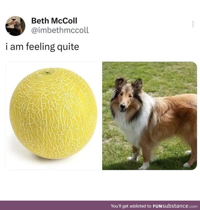 Melon and a collie