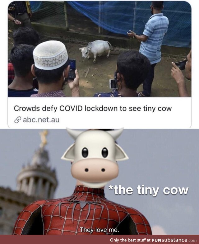 All hail the tiny cow