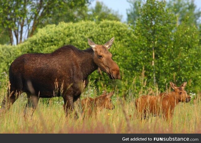 Deformed horse near the Chernobyl power plant, two years after the nuclear disaster