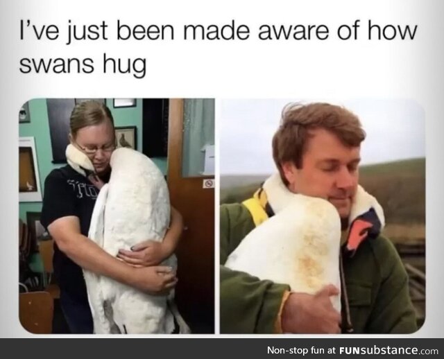 swans