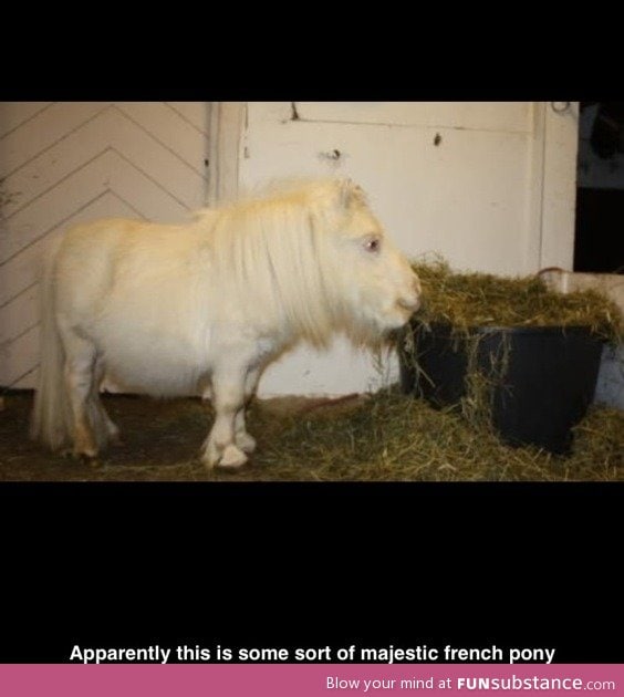 French pony