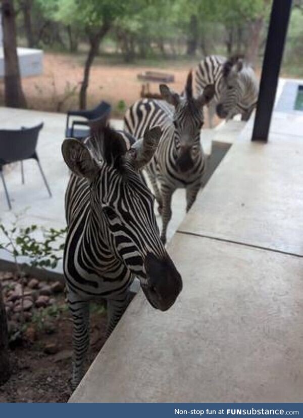 Got to hand-feed zebra today