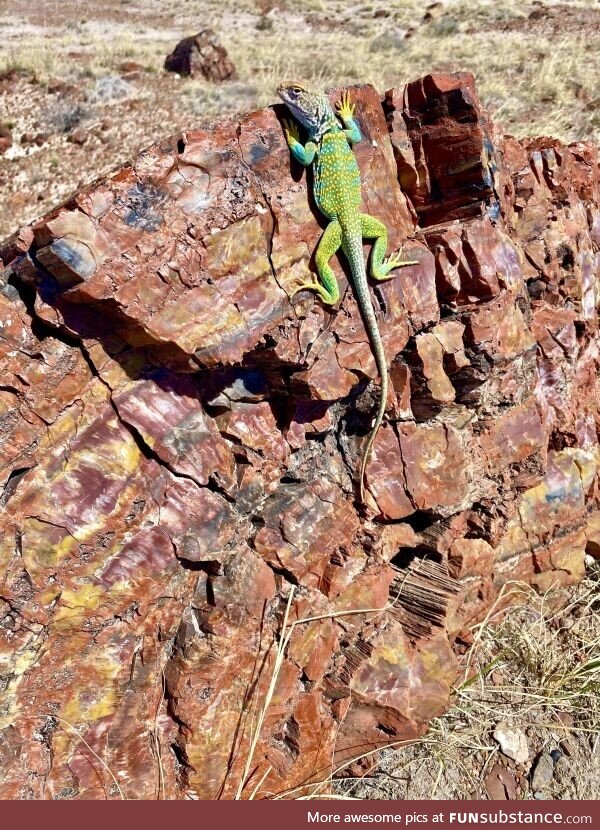 Colorful lizard on a colorful petrified log