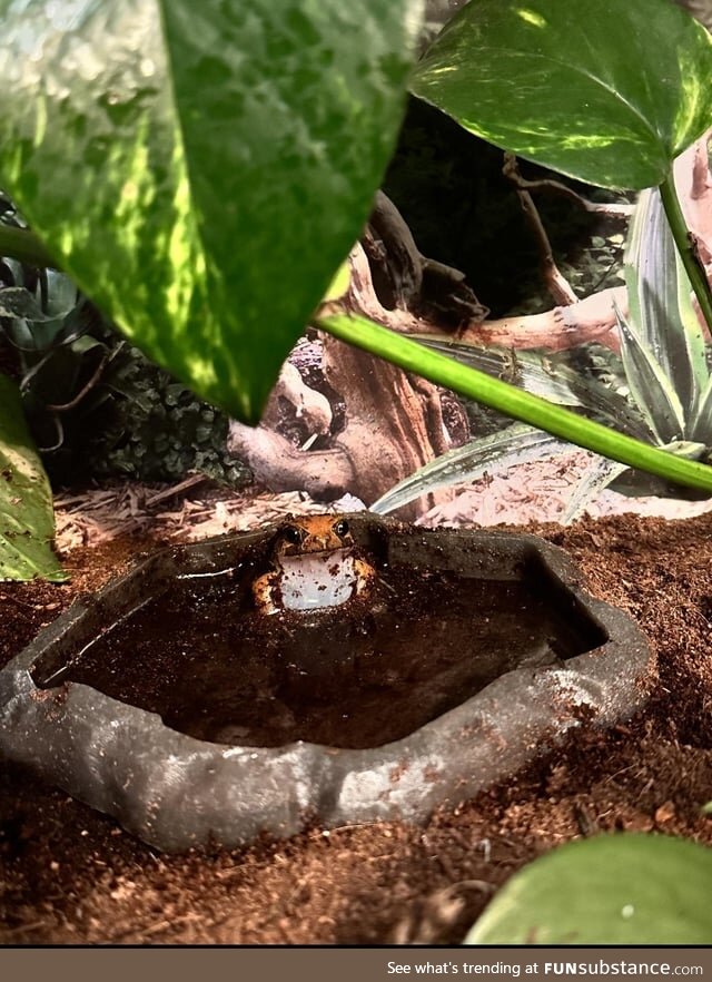 Froggos '23 #201 - Chillin' in the Pool