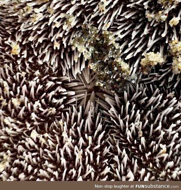 Sand dollar mouth