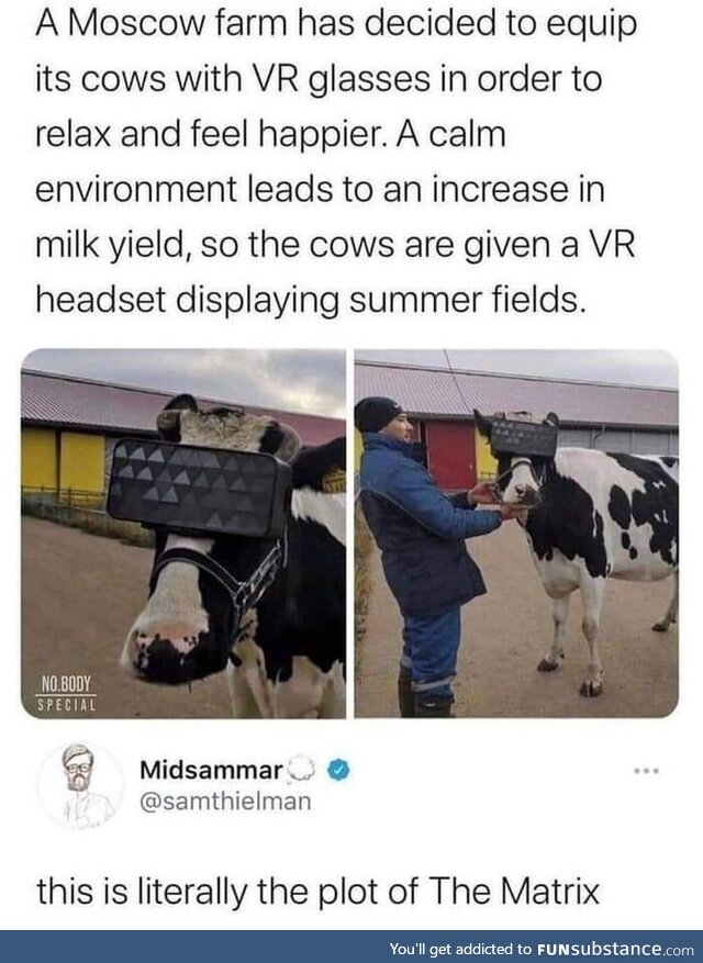 The future is now old cow