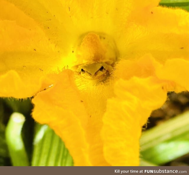 Froggos '23 #212 - Zucchini Blossom Boi