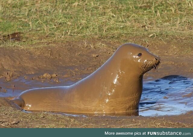 Archival photo, A Gravy seal emerging from cover during a fierce battle. Vietnam 1969