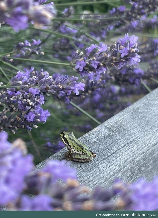 Froggos '23 #215 - Taking Time to Smell the Flowers