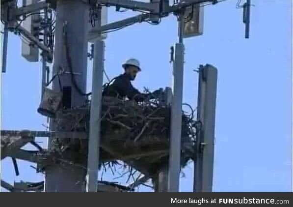 Rare capture of a newborn electrician, still with the eggshell on his head. Photo taken