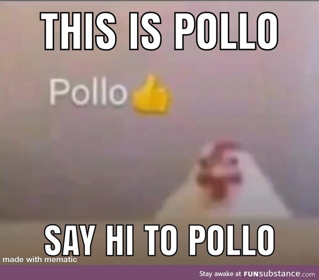 Hi pollo