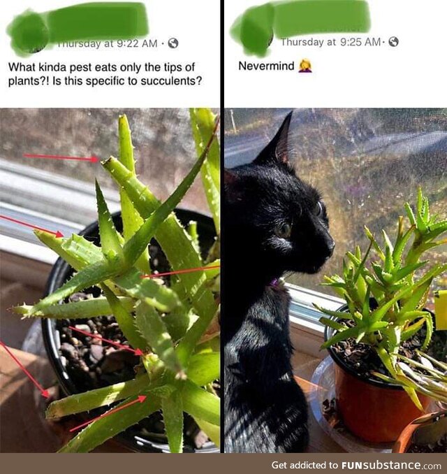 Catus-veganus-parasitus