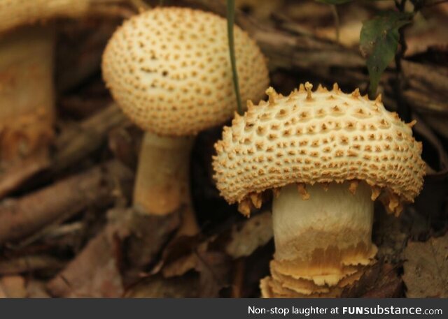 Mushrooms of some kind