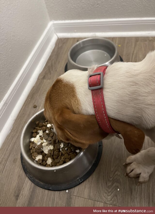 Daisy’s ears kept getting in her dinner; Had to take [gentle] preventative measures