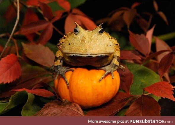 Froggos '23 #273/Spooktober Day 9 - Pumpkin Frog (He's h*rny)