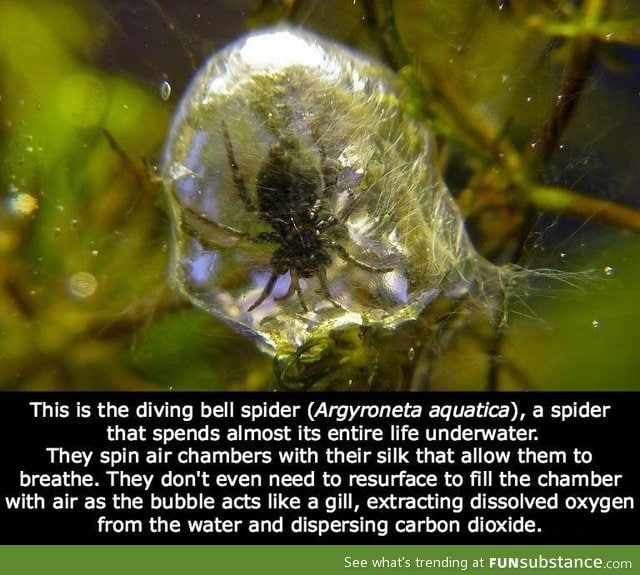 Eco-Friendly Spider