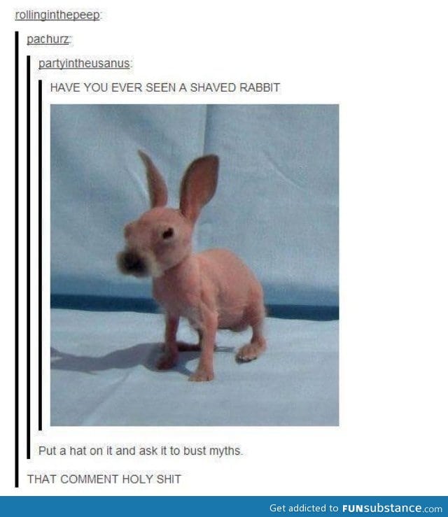 Shaved rabbit