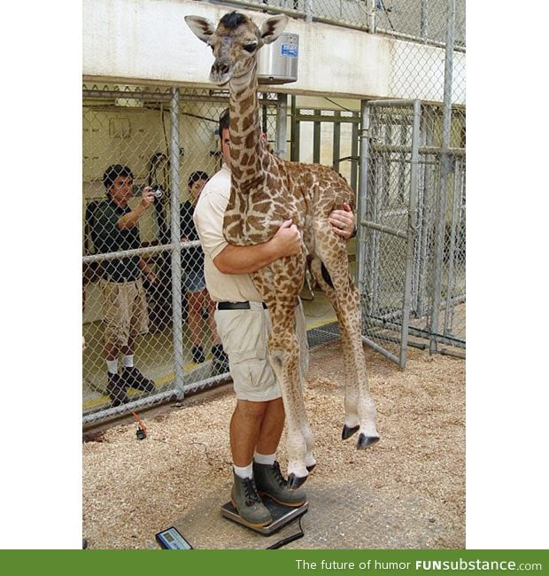 Apparently this how you weight a baby giraffe