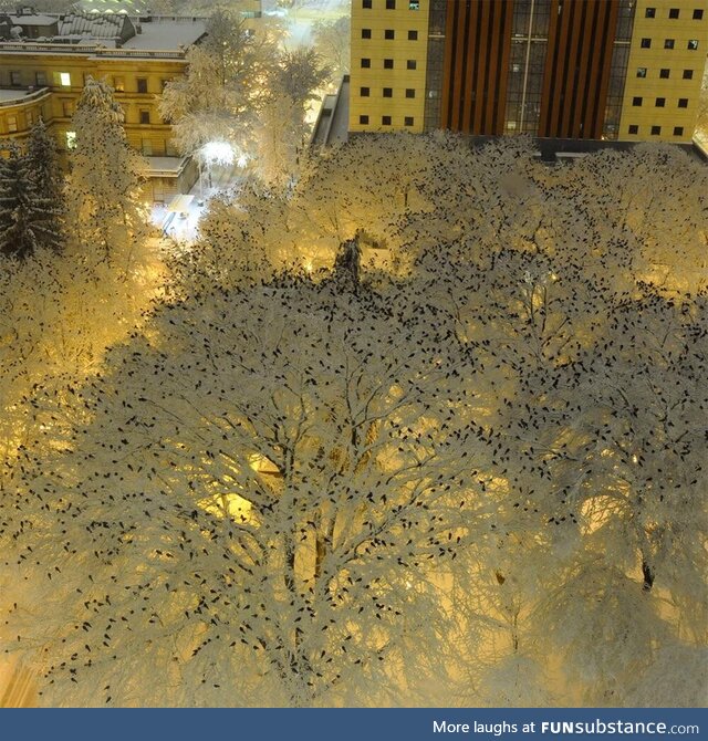 Thousands of crows on snow covered trees