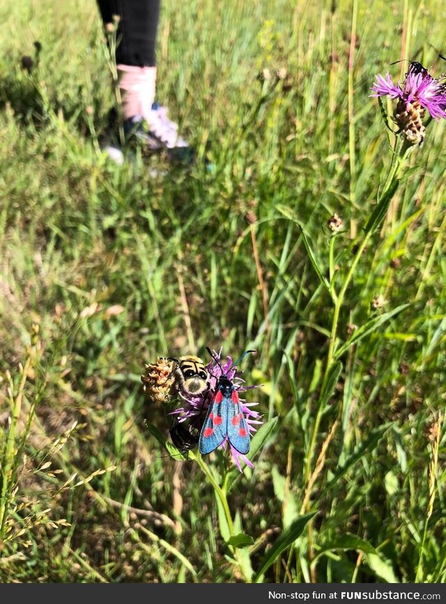 This flower has a lot of bugs