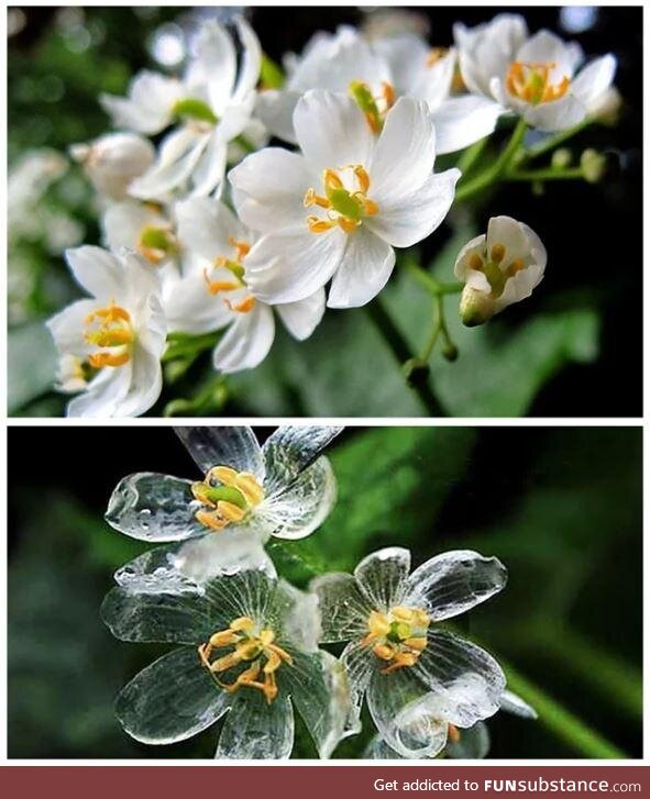 Spookposting '23 #27 - Skeleton Flower Before and During the Rain