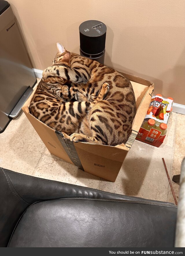 Hoomans call these boxes, we call them life!!!