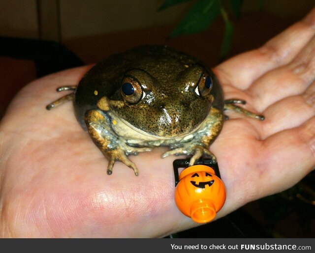 Froggos '23 #288/Spooktober Day 24 - Always Have a Frog Handy When Trick-or-Treating