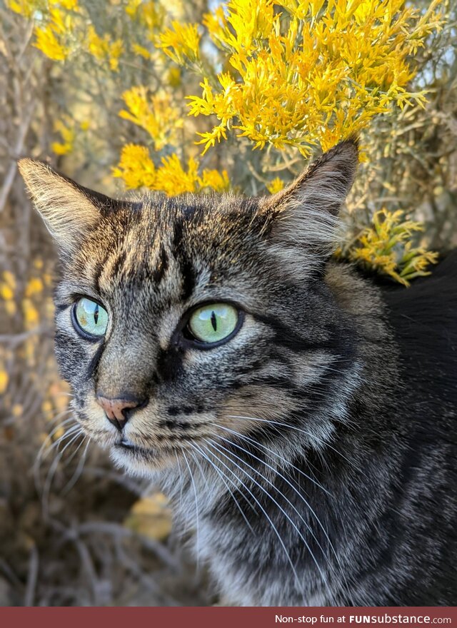 I like this picture I took of my cat