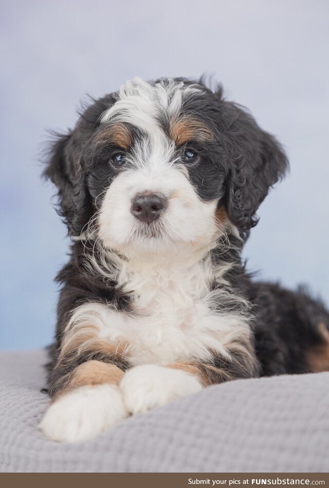 Did some portraits of a friend’s dog. She was quite the poser. [OC]