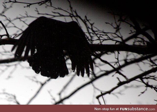 (OC) A silhouette of a crow during snow