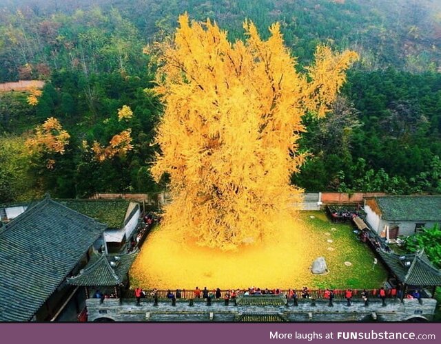 This gingko tree which have been planted during the Tang dynasty