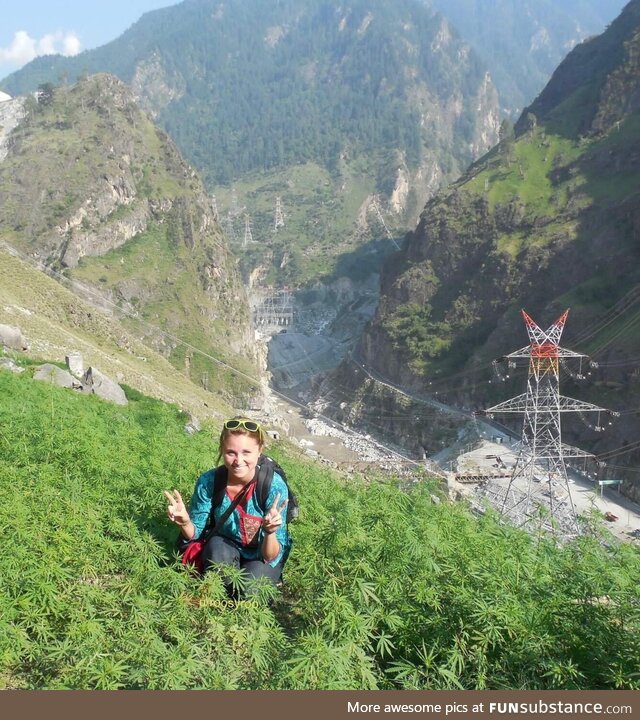 The Himalayas of India, where weed really is a weed